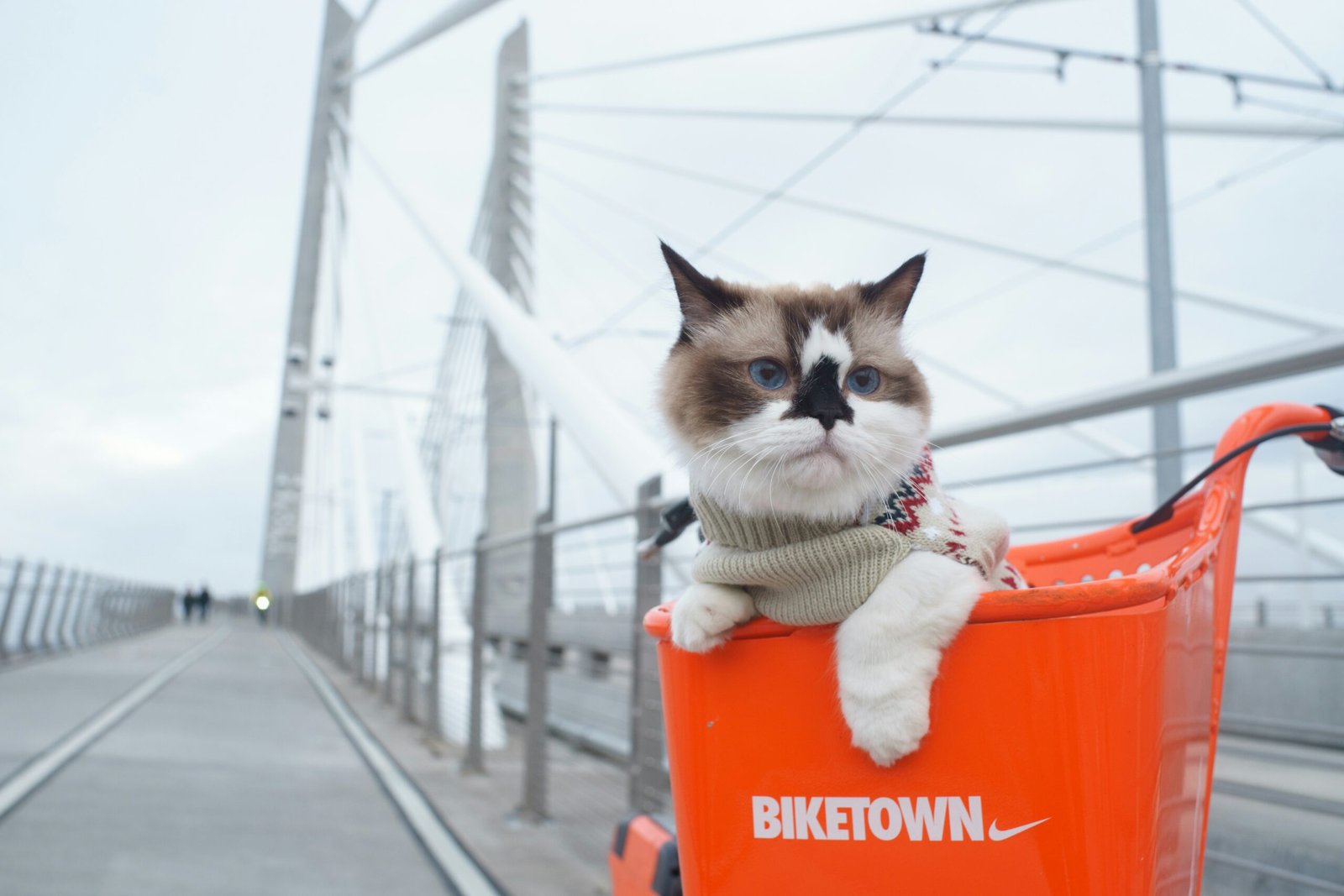 Burnt Donut Cat Carriers