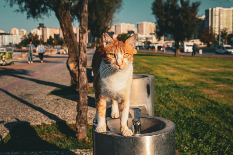 Water fountain